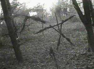 blairwitchpro