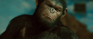 Another King Kong movie - No! gif