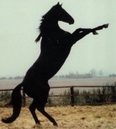 Black Beauty 1993 film