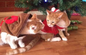 Cats under the Christmas tree